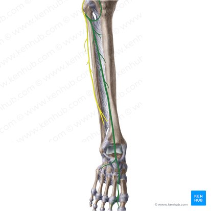Deep fibular nerve (Nervus fibularis profundus); Image: Liene Znotina