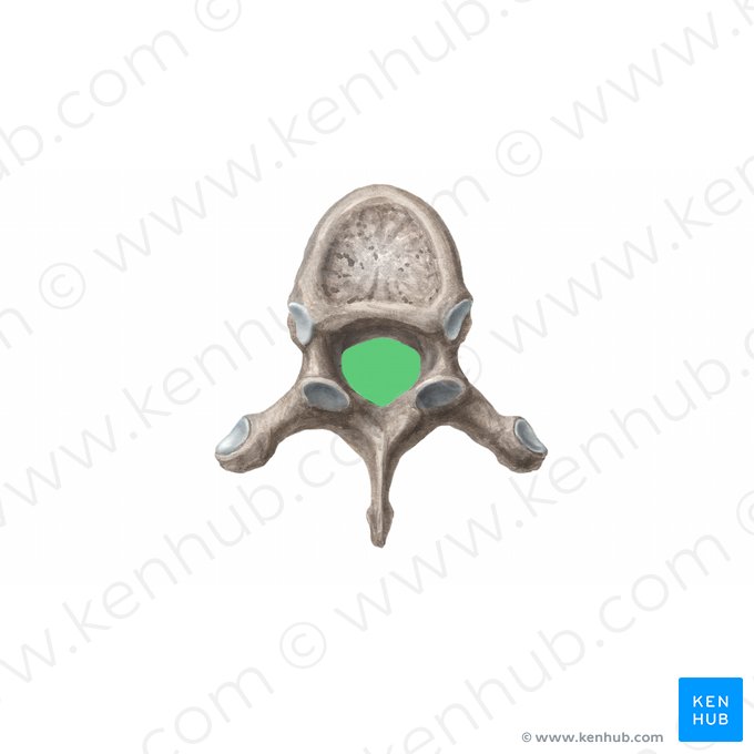 Vertebral foramen (Foramen vertebrale); Image: Begoña Rodriguez