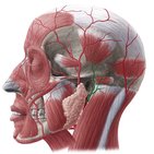 Posterior auricular artery