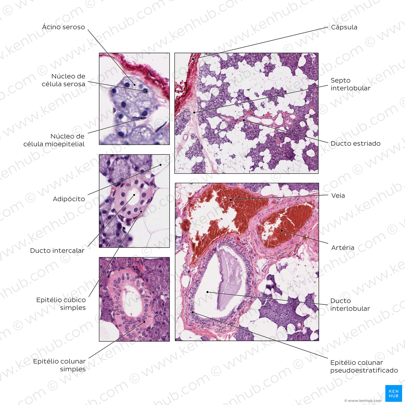 Parotid gland. Stain: H&E.
