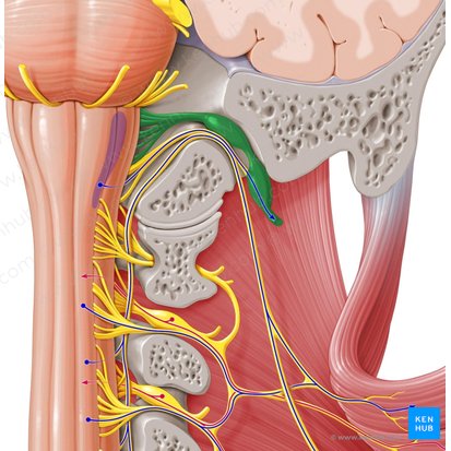 Nervio vago (Nervus vagus); Imagen: Paul Kim