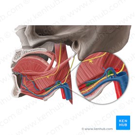 Arteria lingualis (Zungenarterie); Bild: Begoña Rodriguez