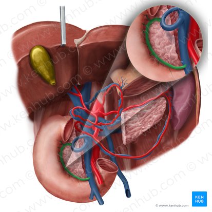 Venas pancreatoduodenales anteriores (Venae pancreaticoduodenales anteriores); Imagen: Begoña Rodriguez