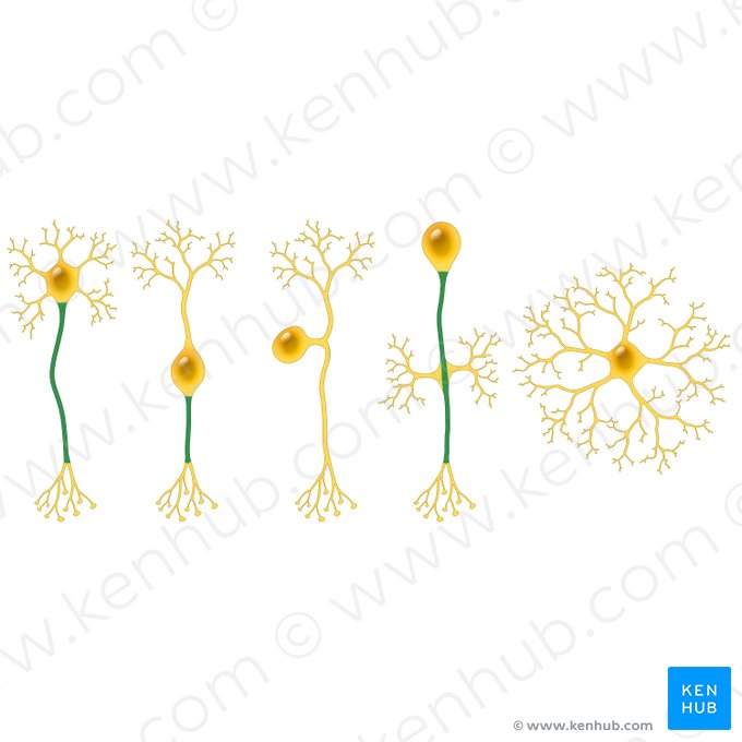 Axon; Image: Paul Kim