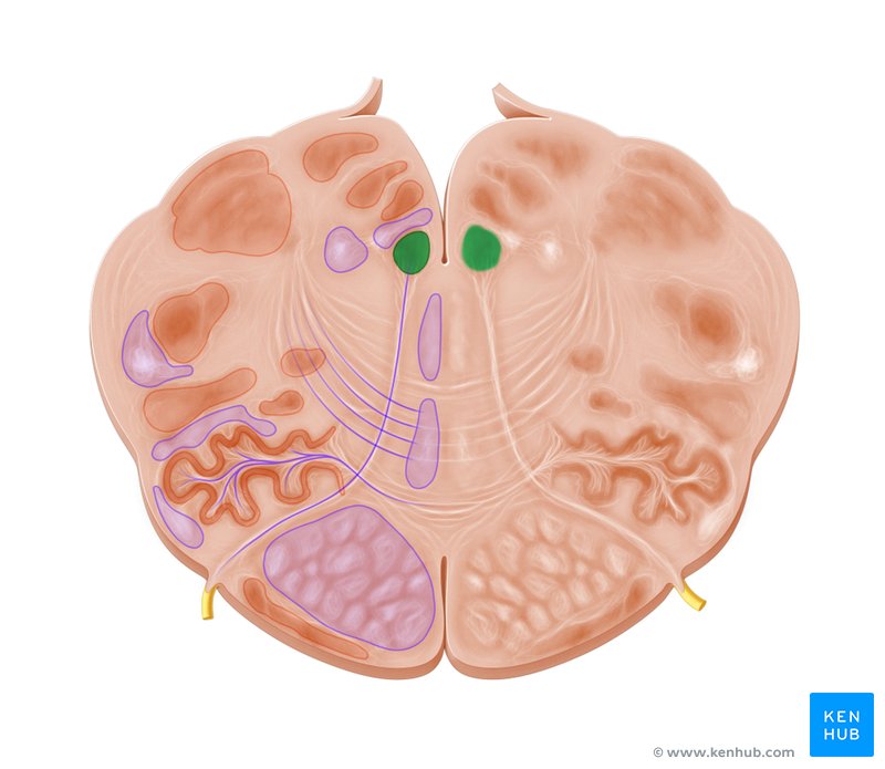 Hypoglossal nucleus - cross-sectional view