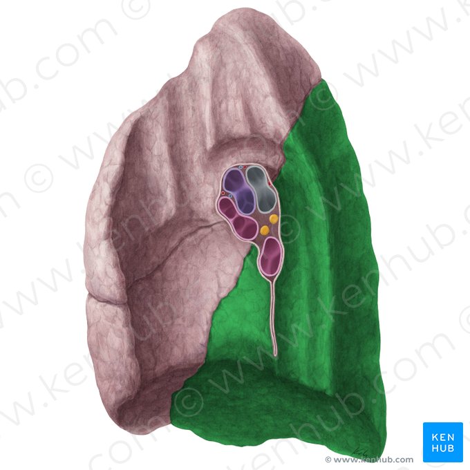 Inferior lobe of right lung (Lobus inferior pulmonis dextri); Image: Yousun Koh