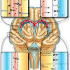 Blood–brain barrier