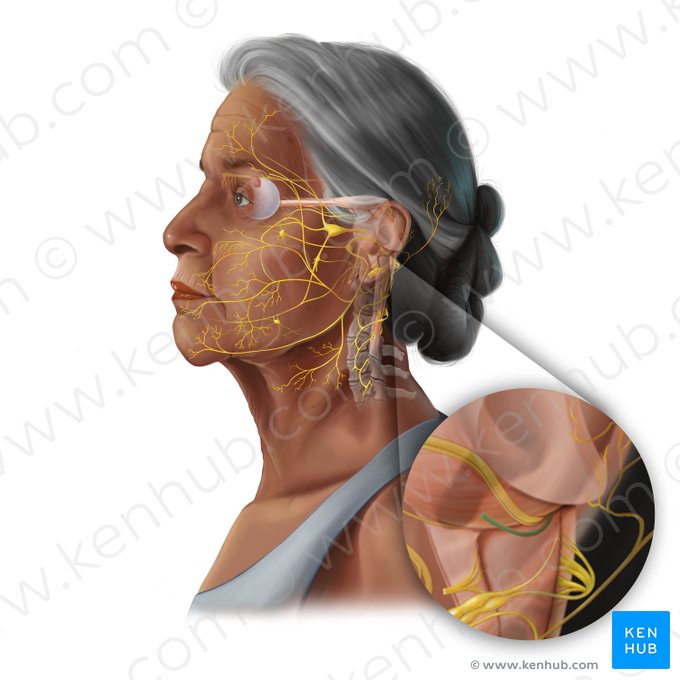Nervus vestibulocochlearis (Hör- und Gleichgewichtsnerv); Bild: Tal Bavli Ziv