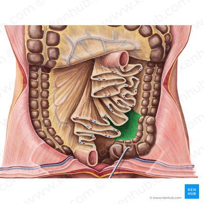 Mesocólon sigmoide (Mesocolon sigmoideum); Imagem: Irina Münstermann