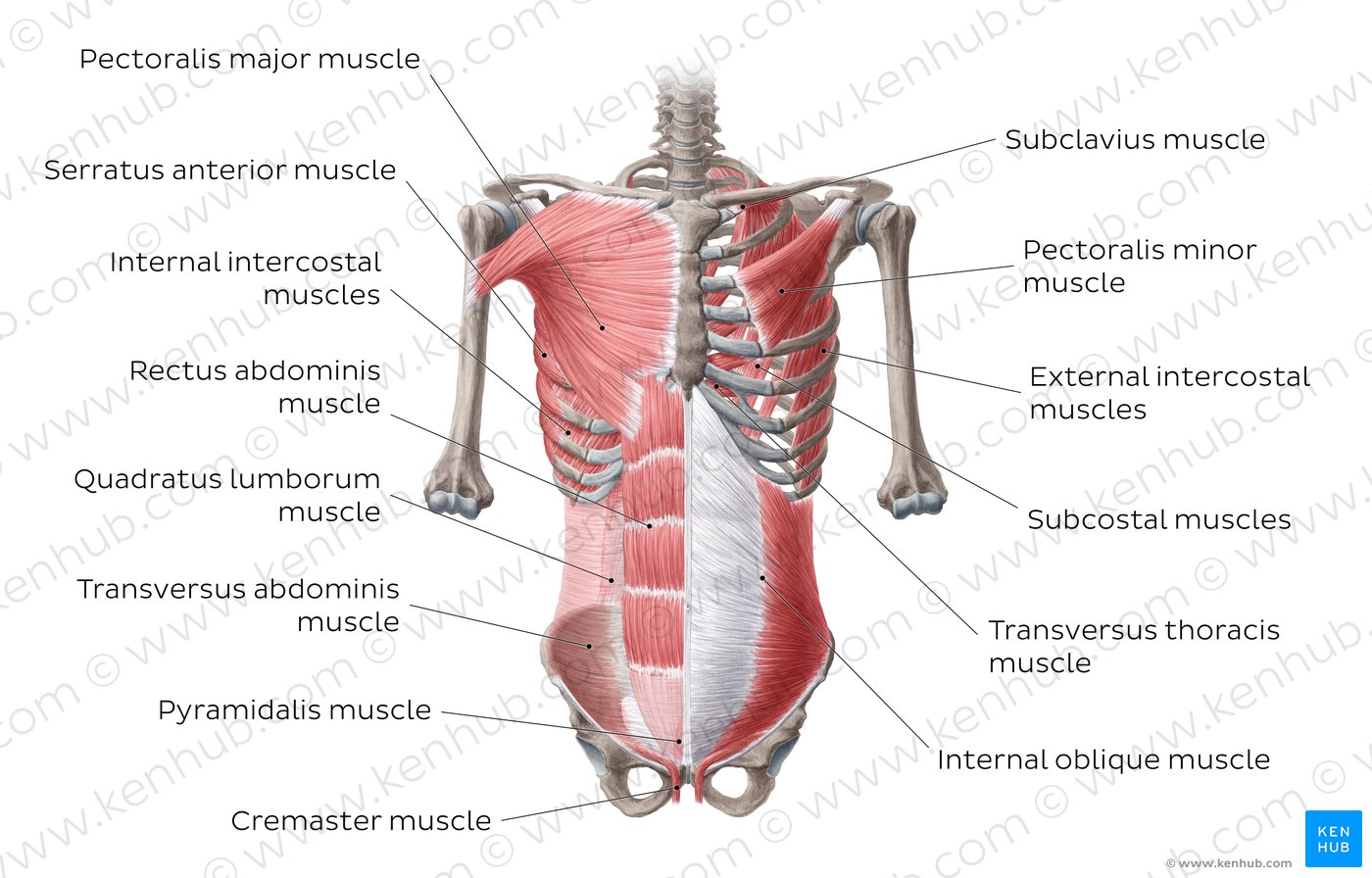 Anterior abdominal muscles: Anatomy and functions | Kenhub