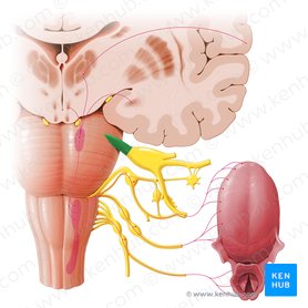Trigeminal nerve (Nervus trigeminus); Image: Paul Kim