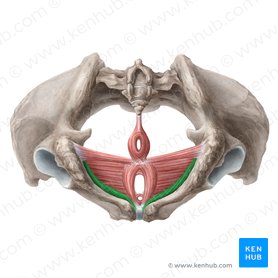 Musculus ischiocavernosus (femininus) (Sitzbein-Schwellkörper-Muskel der Frau); Bild: Liene Znotina