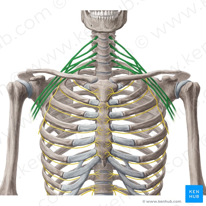 Brachial plexus (Plexus brachialis); Image: Yousun Koh