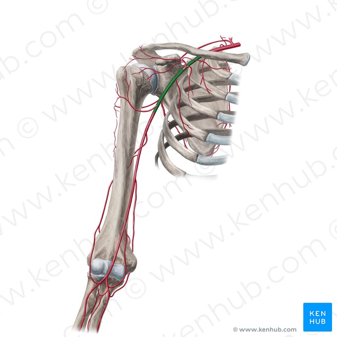 Axillary artery (Arteria axillaris); Image: Yousun Koh