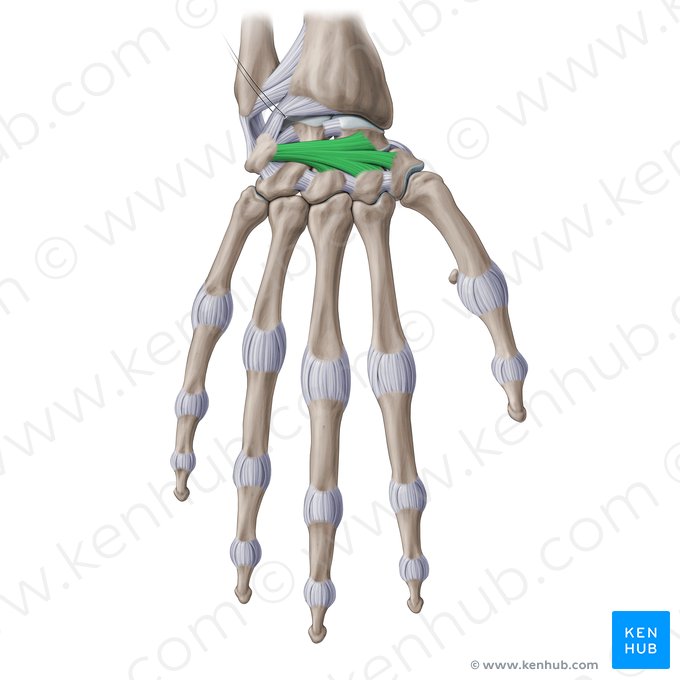 Dorsal intercarpal ligaments (Ligamenta intercarpea dorsalia); Image: Paul Kim