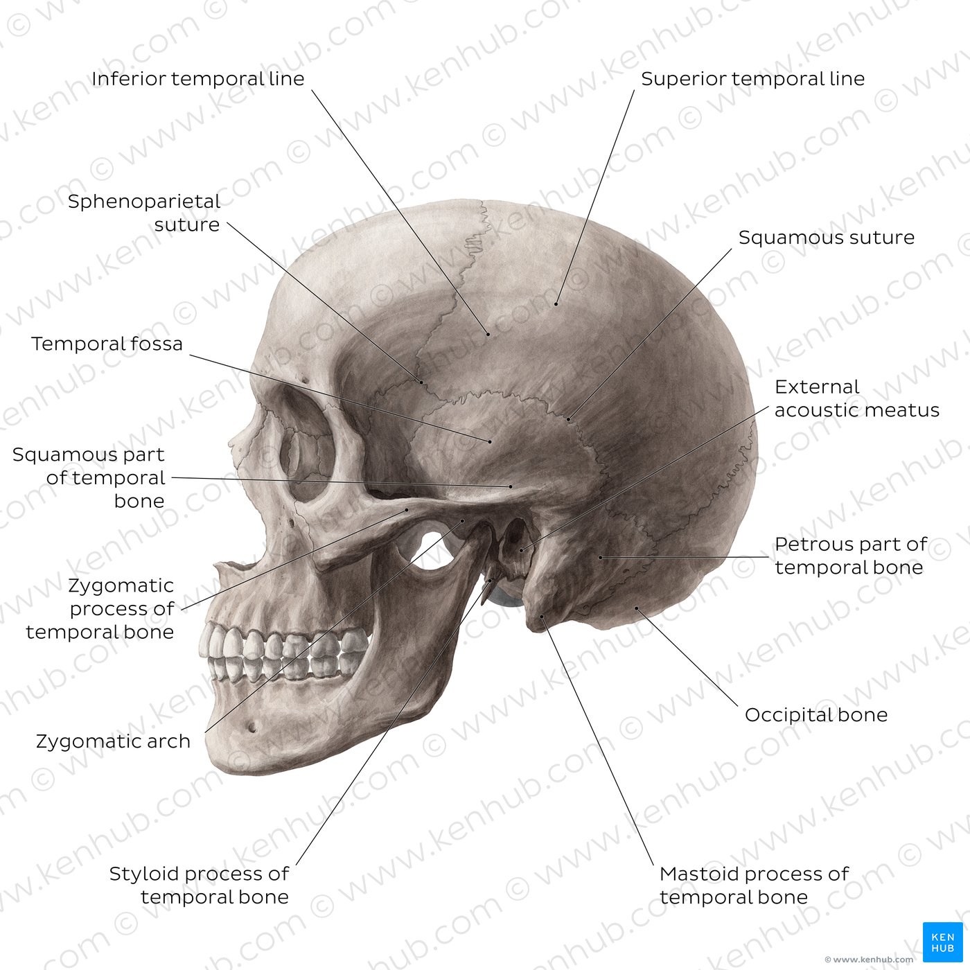Posterior and lateral views of the skull: Anatomy | Kenhub