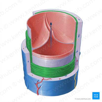 Tunica media venae (Media der Vene); Bild: Paul Kim
