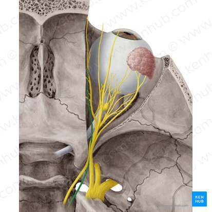 Nervus trochlearis (Augenrollnerv); Bild: Yousun Koh