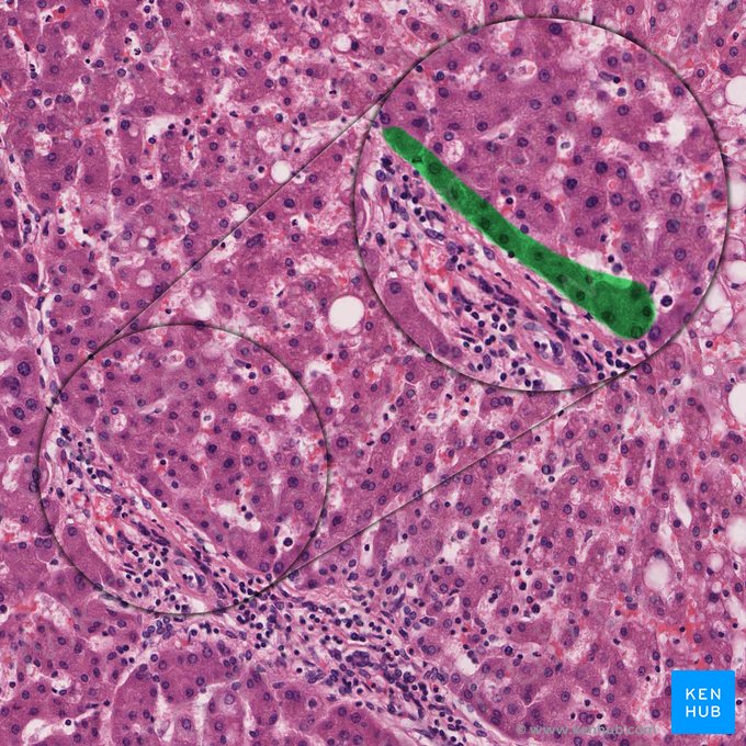 Limiting hepatic plate (Lamina hepatica limitans); Image: 