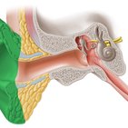 Auditorisches System