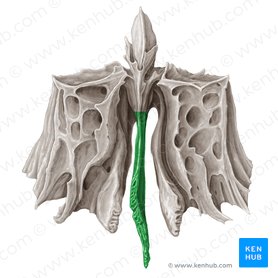 Perpendicular plate of ethmoid bone (Lamina perpendicularis ossis ethmoidalis); Image: Samantha Zimmerman