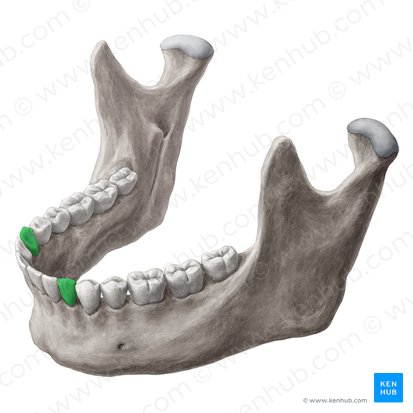 Canine tooth (Dens caninus); Image: Yousun Koh