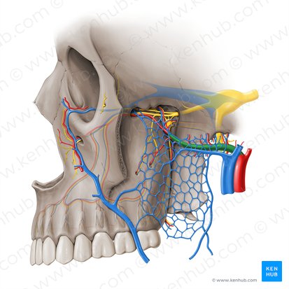 Artéria maxilar (Arteria maxillaris); Imagem: Paul Kim