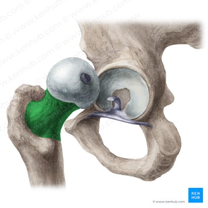 Cuello del fémur (Collum femoris); Imagen: Liene Znotina