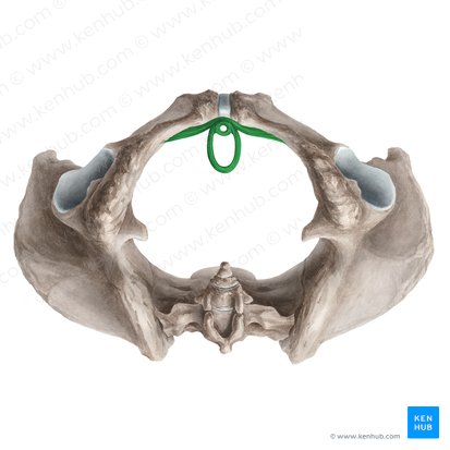 External urethral sphincter (female) (Musculus sphincter urethrae externus (femininus)); Image: Liene Znotina