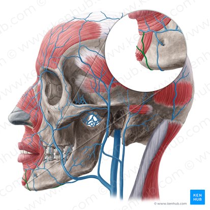 Vena submentalis (Unterkinnvene); Bild: Yousun Koh