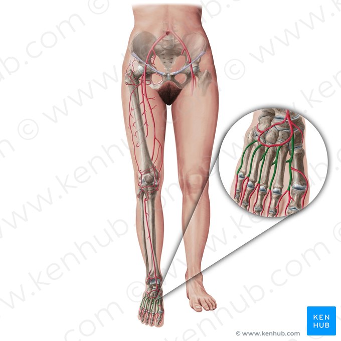 Metatarsal arteries (Arteriae metatarseae); Image: Paul Kim