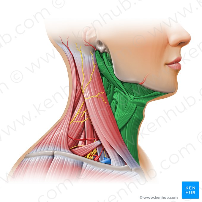 Triángulo anterior del cuello (Trigonum anterius colli); Imagen: Paul Kim