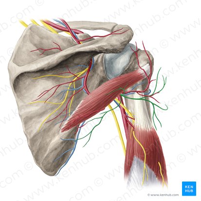 Axillary nerve (Nervus axillaris); Image: Yousun Koh