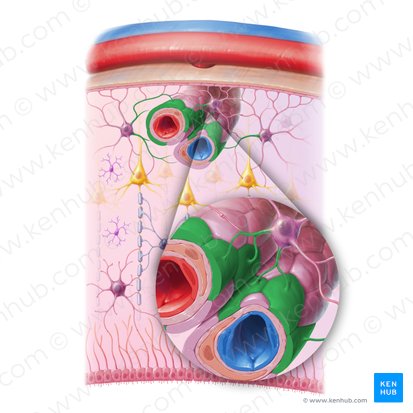 Processus vasculaires de l'astrocyte (Processus vascularis astrocyti); Image : Paul Kim