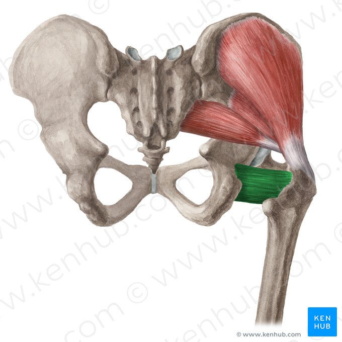 Muscle carré fémoral (Musculus quadratus femoris); Image : Liene Znotina