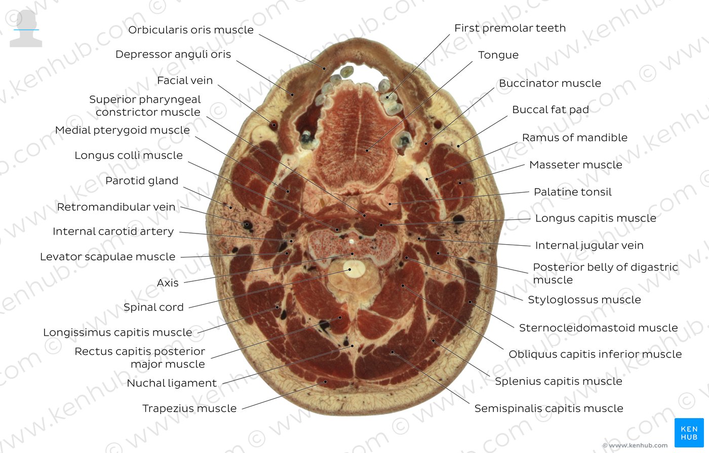 Cross section through the tongue and C2: Diagram