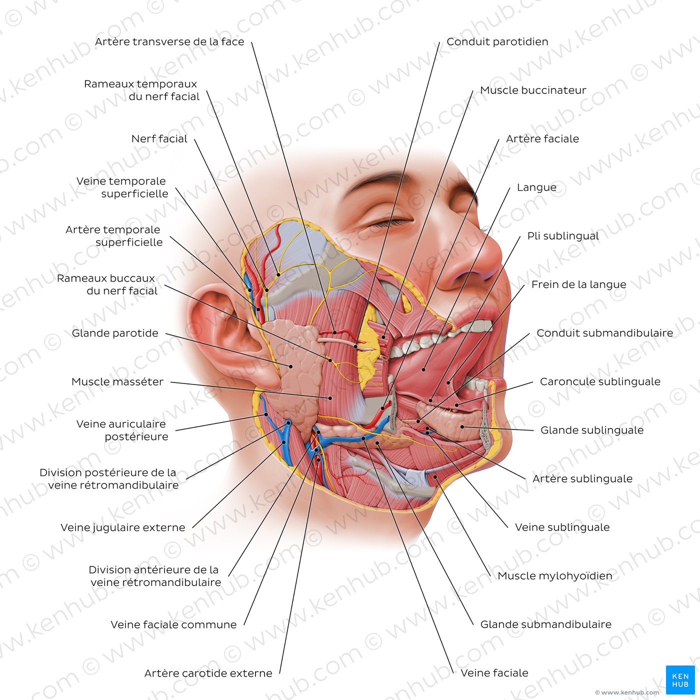 Overview of the salivary glands (lateral-right view)