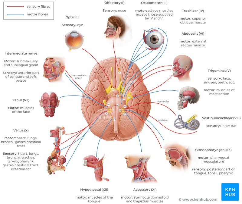 Cranial nerves