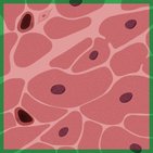 Cardiac muscle