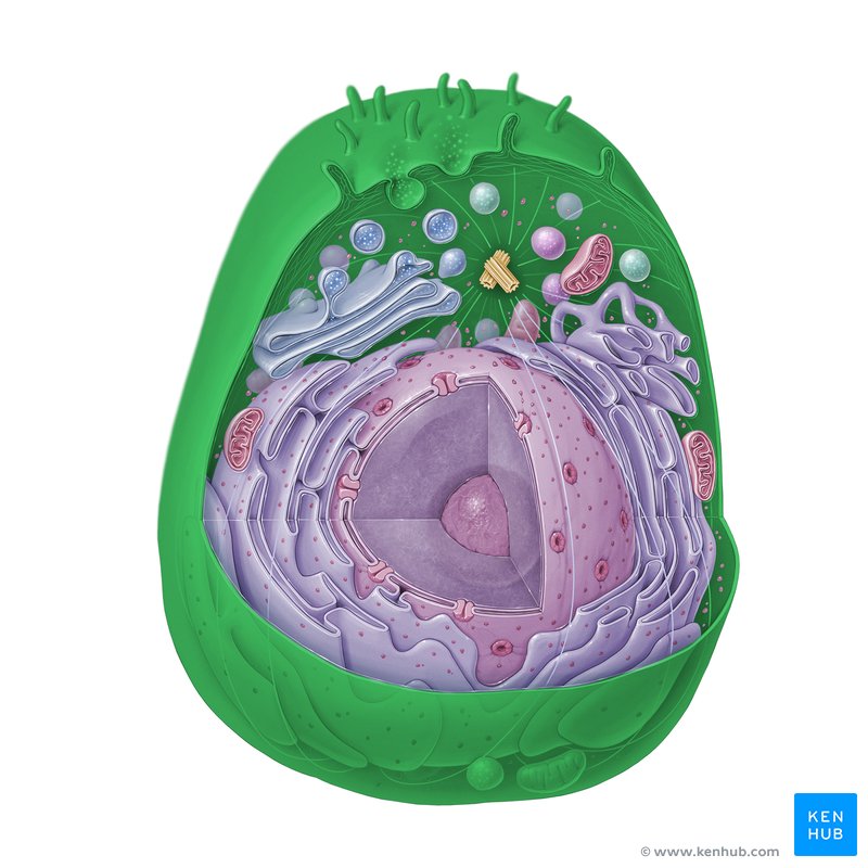 Membrana plasmática (verde)