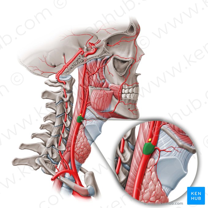 Carotid bifurcation (Bifurcatio carotis); Image: Paul Kim