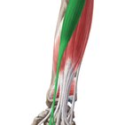 Carpal tendinous sheaths