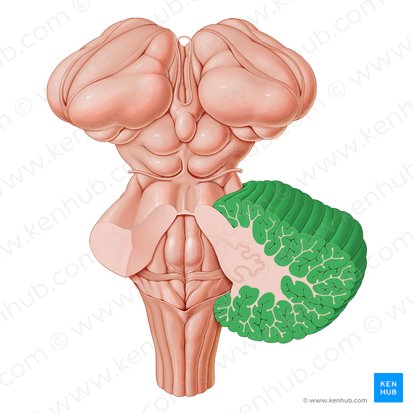 Cerebellar cortex (Cortex cerebelli); Image: Paul Kim