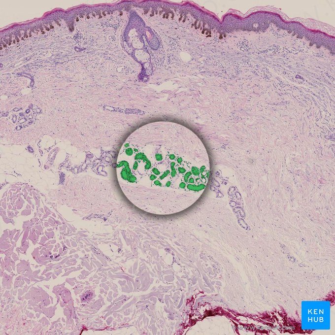 Sweat gland (Glandula sudorifera); Image: 