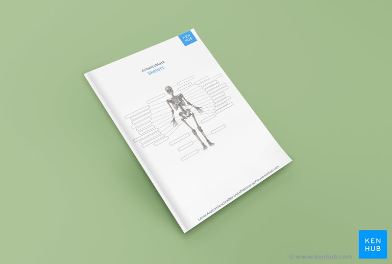 Teste dein Wissen über die wichtigsten Knochen des Körpers mit unserem unbeschrifteten Arbeitsblatt (Downloadlink unten)