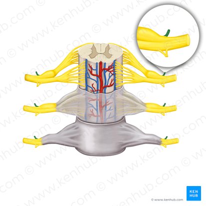 Ramus posterior nervi spinalis (Hinterer Ast des Spinalnervs); Bild: Rebecca Betts