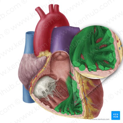 Trabeculae carneae of right ventricle (Trabeculae carneae ventriculi dextri); Image: Yousun Koh