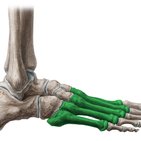 Metatarsal bones