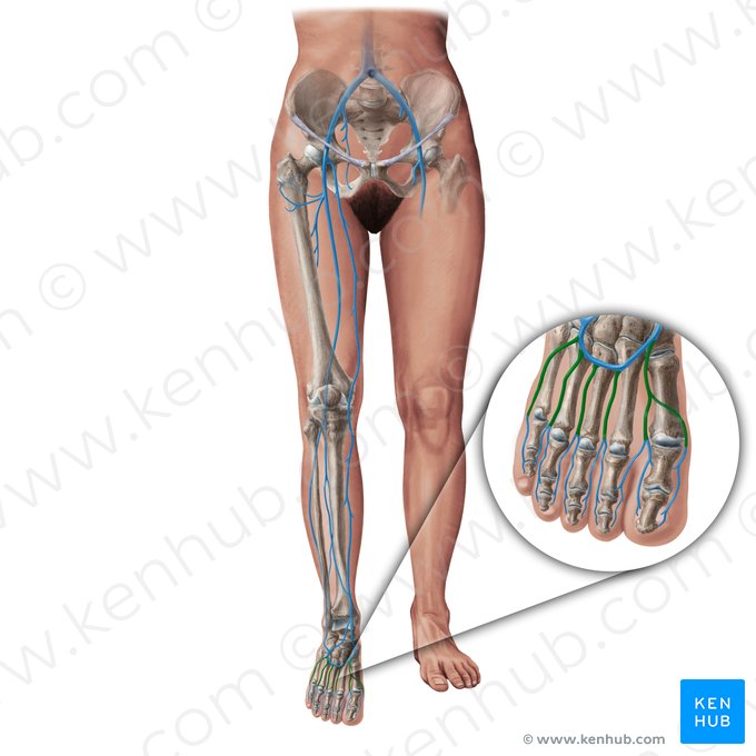 Dorsal metatarsal veins (Venae metatarseae dorsales); Image: Paul Kim