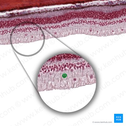 Célula ependimoglial (Gliocytus radialis); Imagen: 
